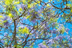 Photo Smart algorithms