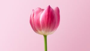 Photo STEM Scholarship