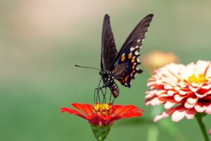 Photo Community garden