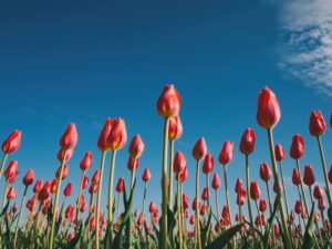 Photo STEM scholarship