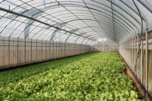 Photo Greenhouse farming